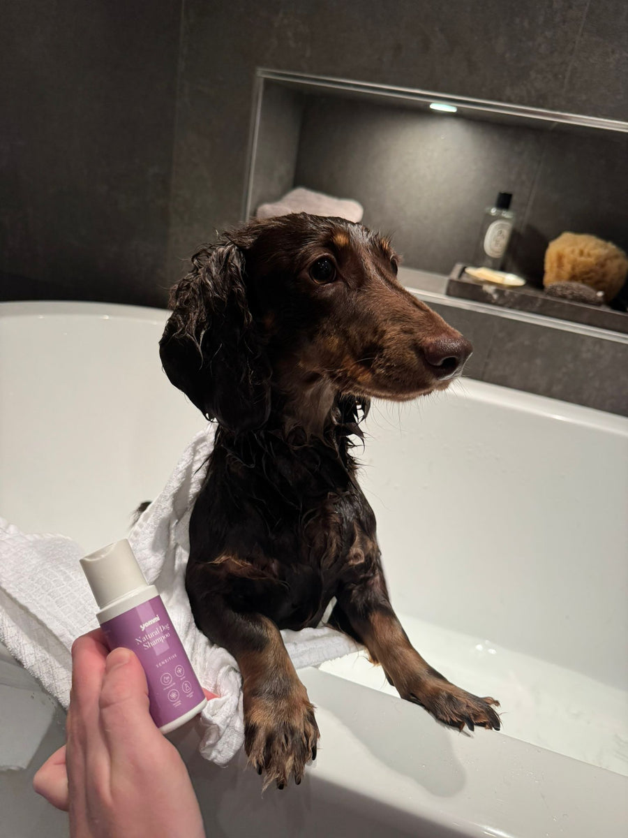 Hond met baasje