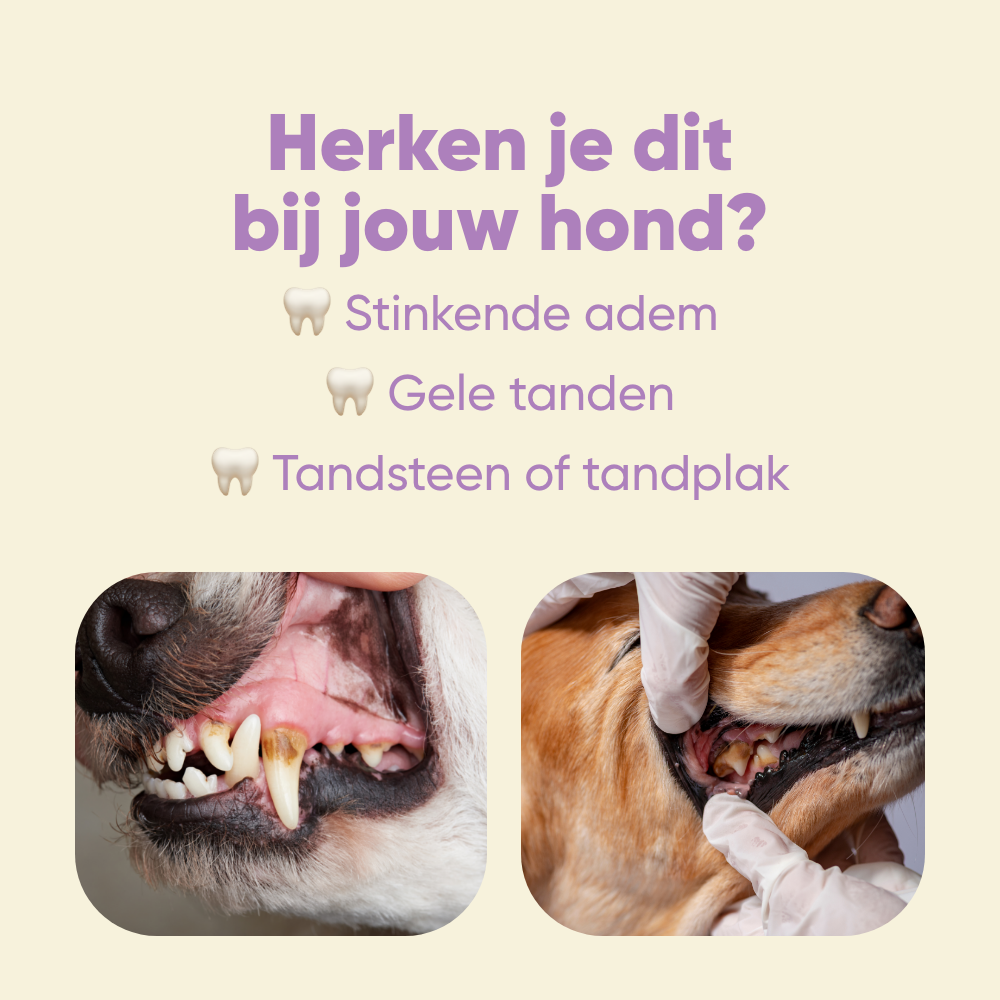 Yommi Dog Toothie voor frisse adem en schoon gebit bij honden – foto 3