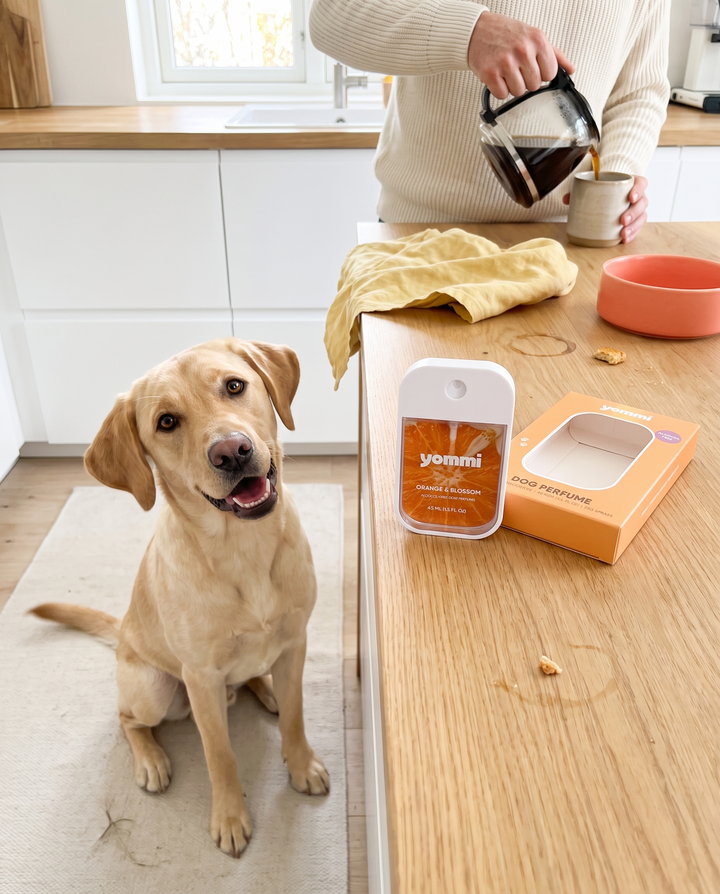 Yommi hondenparfums – alcoholvrije parfum-mist – sfeerbeeld met hond