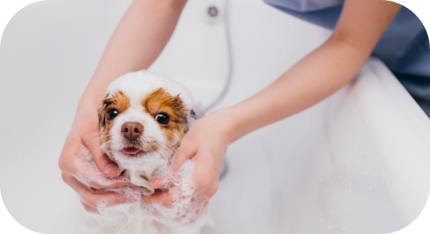Hond wordt gewassen